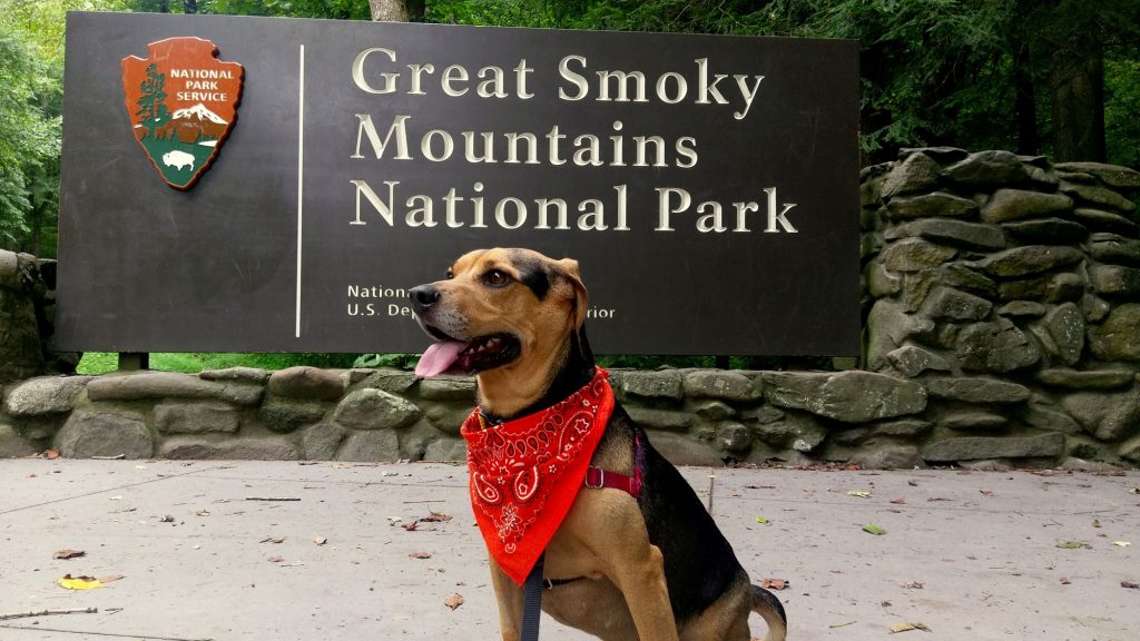 pet friendly tourist attractions